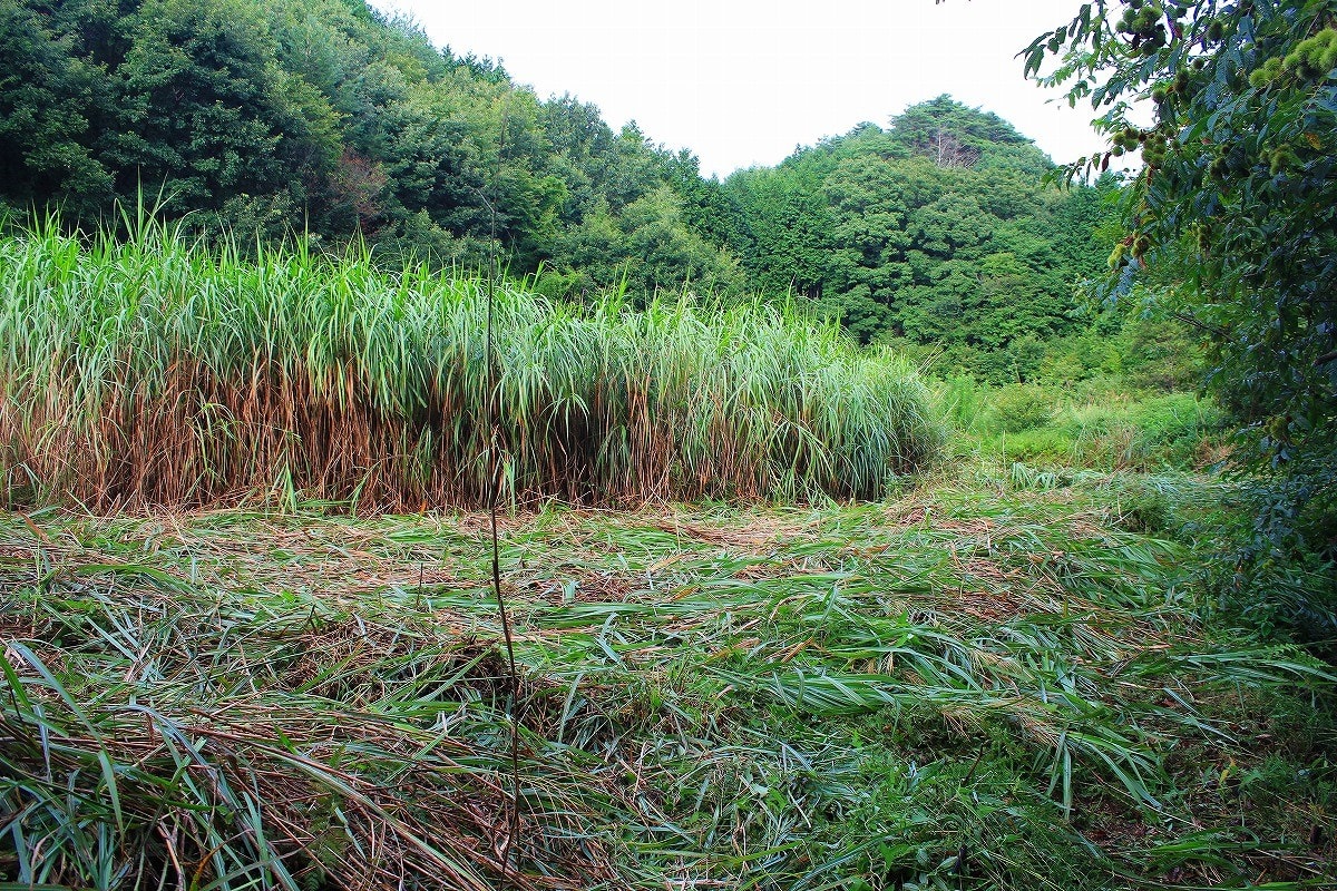クリックで大きくなります。