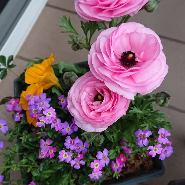 ラナンキュラスの寄せ植え Sakoの寄せ植え 私の花で癒されて下さい