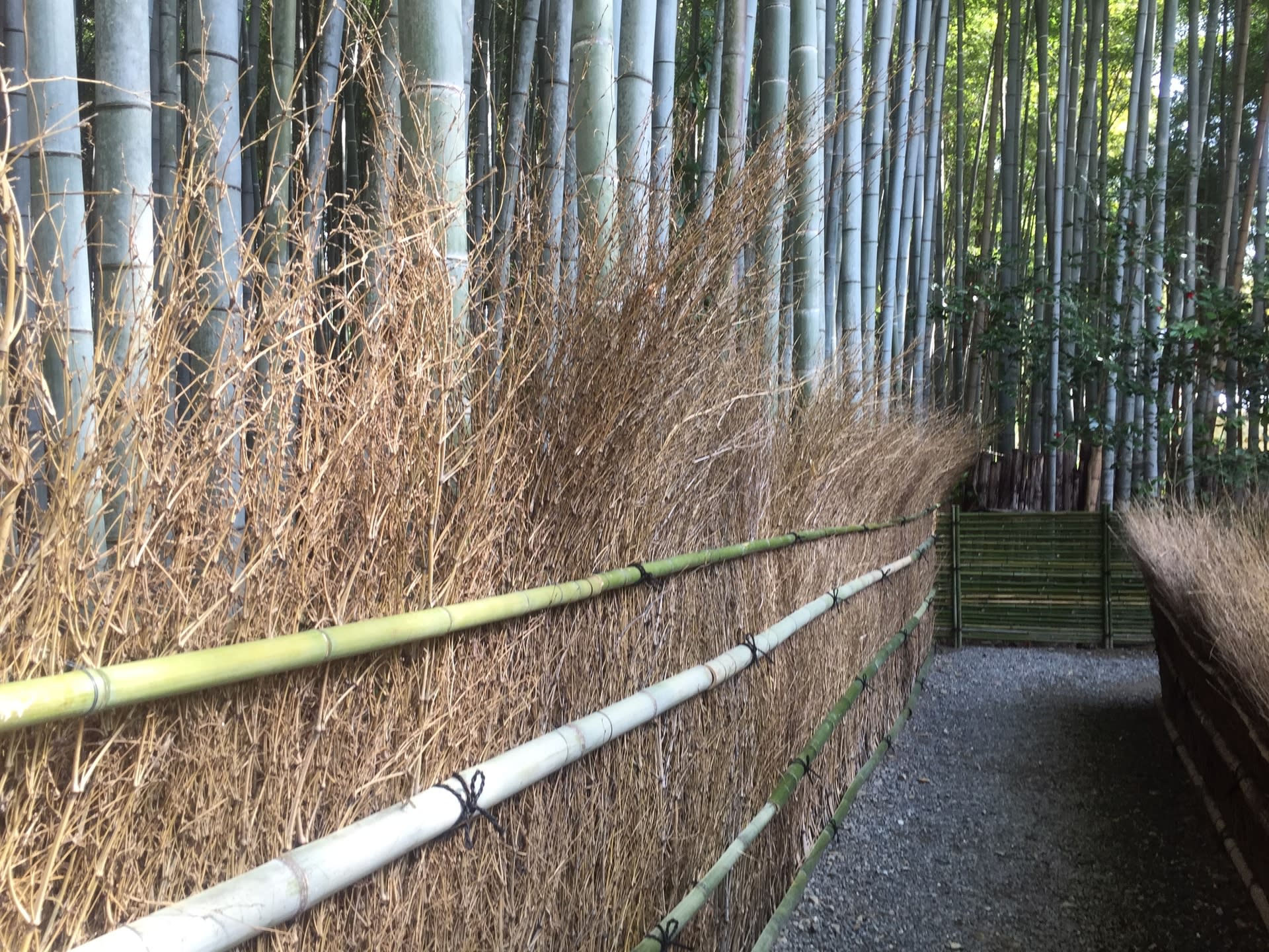 京都ひとり、その2・・大覚寺から天龍寺の画像