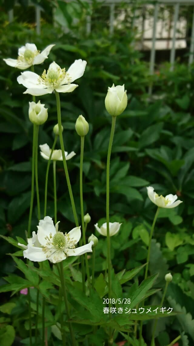 春咲きシュウメイギク他と野草シリーズ ミゾカクシ 私のお庭