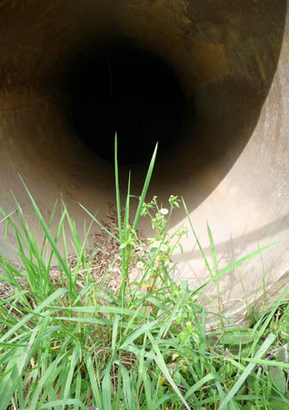 工事用の土管に可憐な野の花
