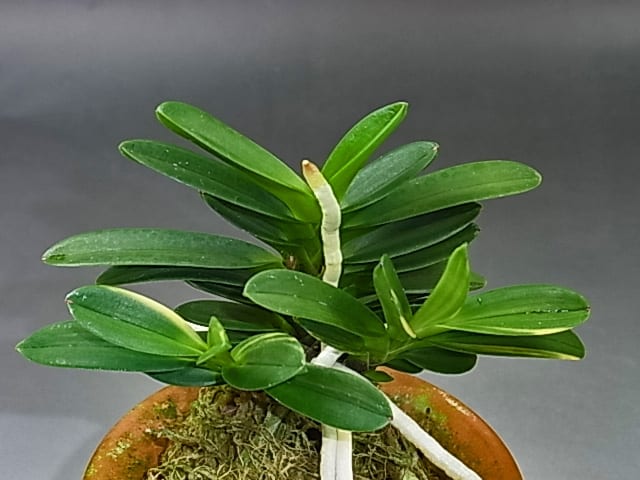 金剛宝 - 富貴蘭讃歌