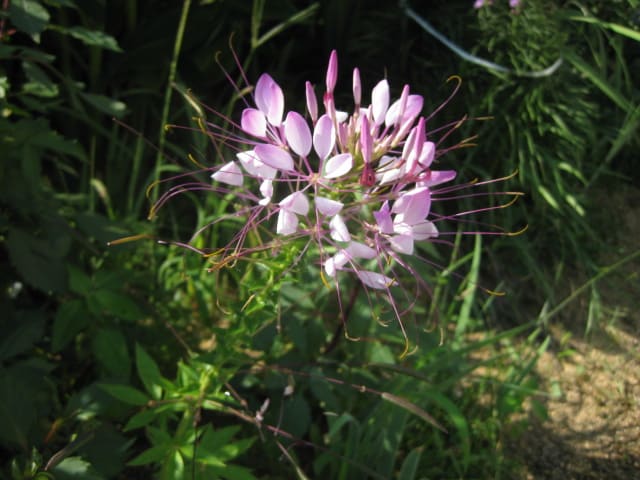 Photo Photo