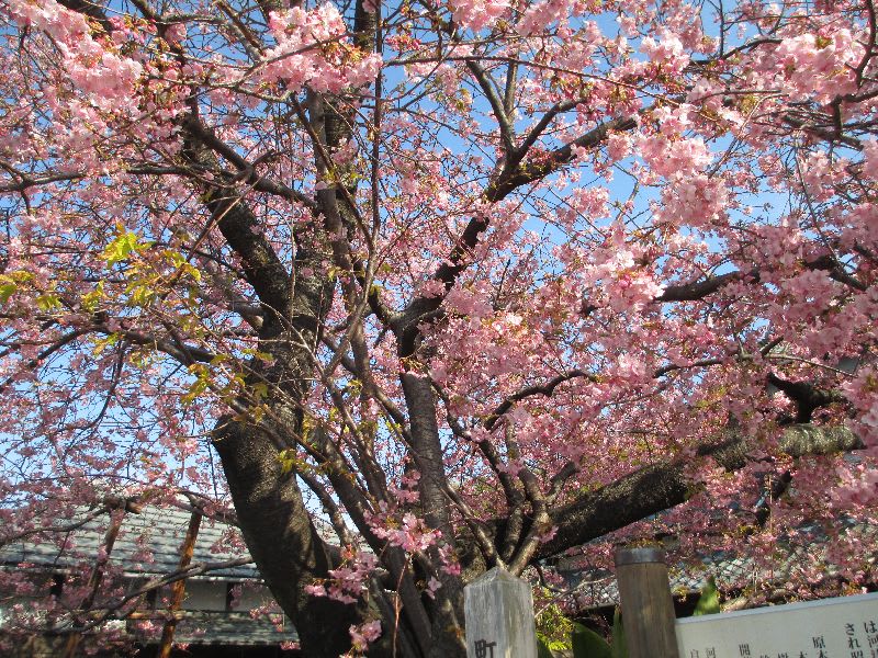 河津桜は６分咲きかな 明日も桜特集です しいたけの伊豆高原情報と放浪旅