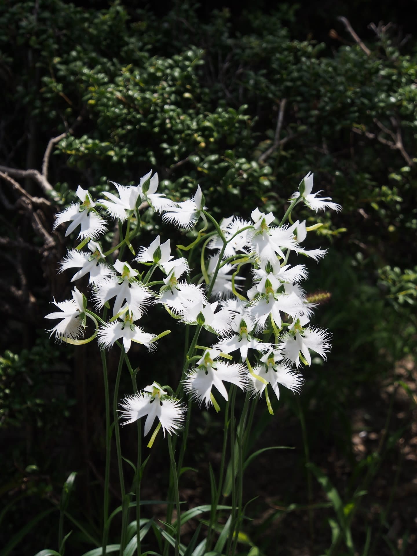 他所の花は美しい！の画像