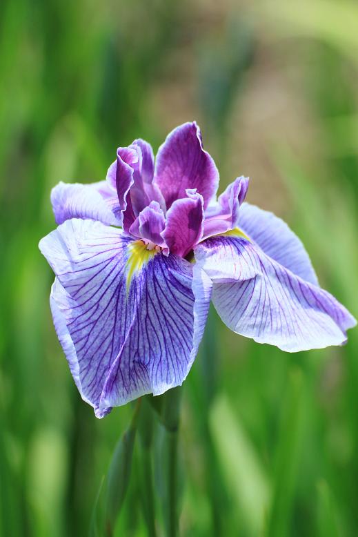 油ヶ淵公園の花しょうぶの画像