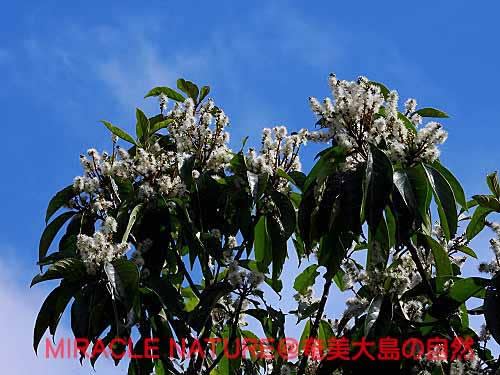 アオバノキ花盛り Miracle Nature 世界自然遺産の島 奄美大島