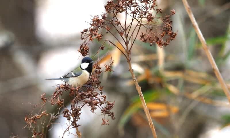 シジュウカラのプロポーズ