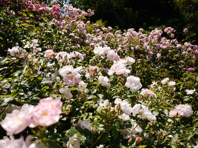 イングランドの薔薇 7 English Rose Die Mondsonde イギリス航海日誌