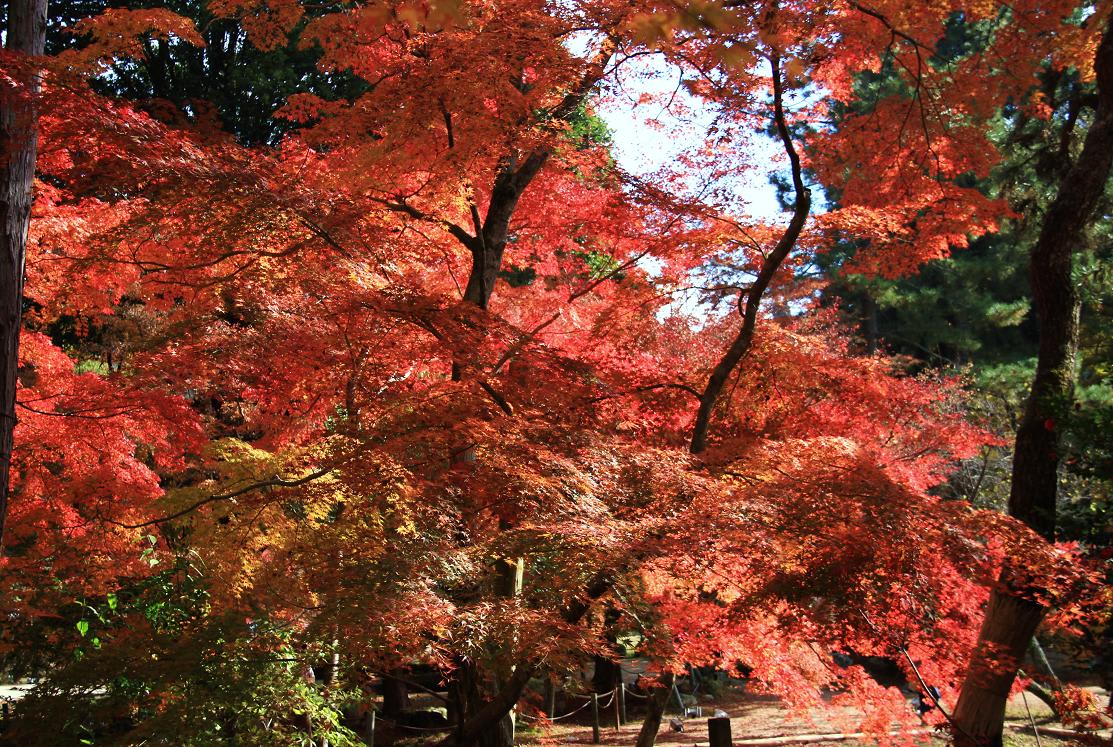 土岐市曾木公園の紅葉の画像