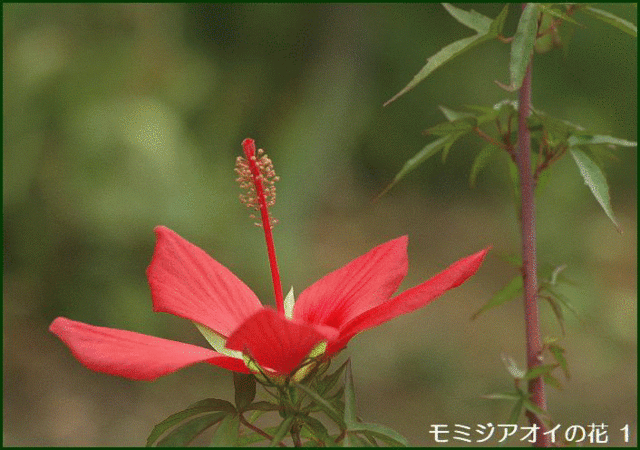 雨が止んだ庭先で モミジアオイ の赤い花が一輪咲いているのに気が付いて 花咲爺やの気まぐれ通信