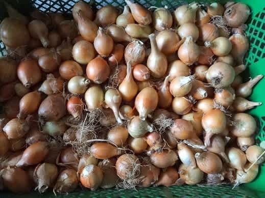 玉ねぎ 春収穫 のブログ記事一覧 野良菜園のたより 玉ねぎ 春収穫 のブログ記事一覧 野良菜園のたより