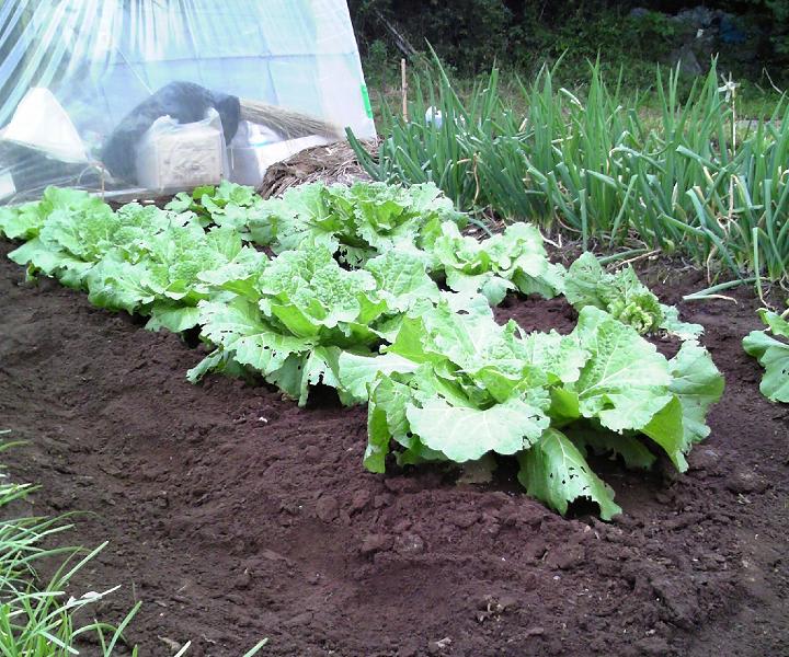 １１月２日 白菜に追肥と土寄せ ビギナーの家庭菜園