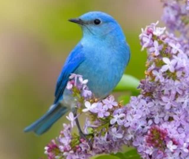 幸せの青い鳥 自分が変われば世界が変わる 繊細すぎる私の世界の変え方