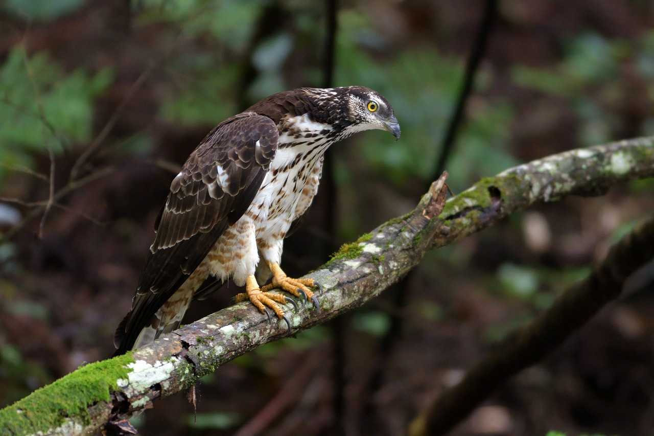 ハチクマ 3 鳥撮り日記