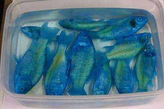 青い金魚 発生生物学ゼミ日記