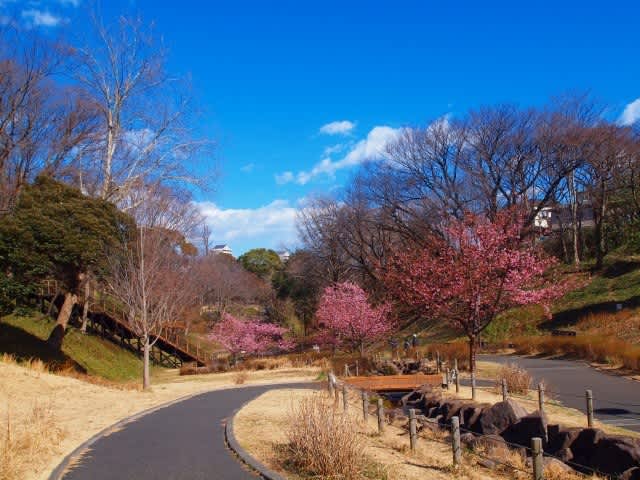 保土ヶ谷公園 河津桜 気まぐれ旅行 保土ヶ谷公園 河津桜 気まぐれ旅行