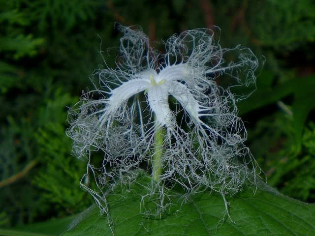 カラスウリ（雌花）