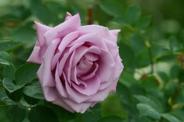 庭のお花達 薔薇 ブルームーン他 ノンノの庭のお花達