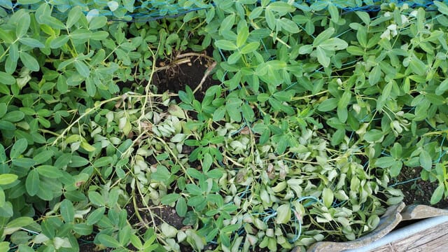 カラスにやられた落花生