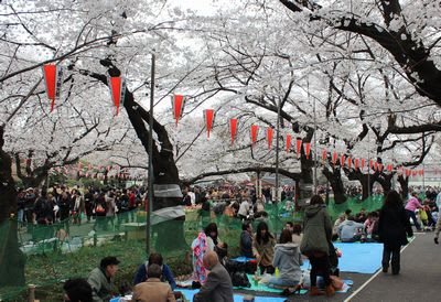 東京都台東区の上野恩賜公園の満開のサクラ並木を見物しました ヒトリシズカのつぶやき特論