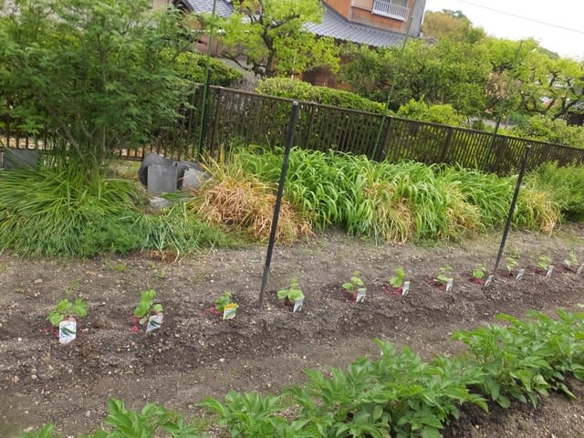 家庭菜園 のブログ記事一覧 3ページ目 ゆみちゃんの365日 家庭菜園 のブログ記事一覧 3ページ目 ゆみちゃんの365日