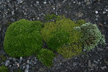 道端の定住者 かわいいコケ ブログ I M Loving Moss