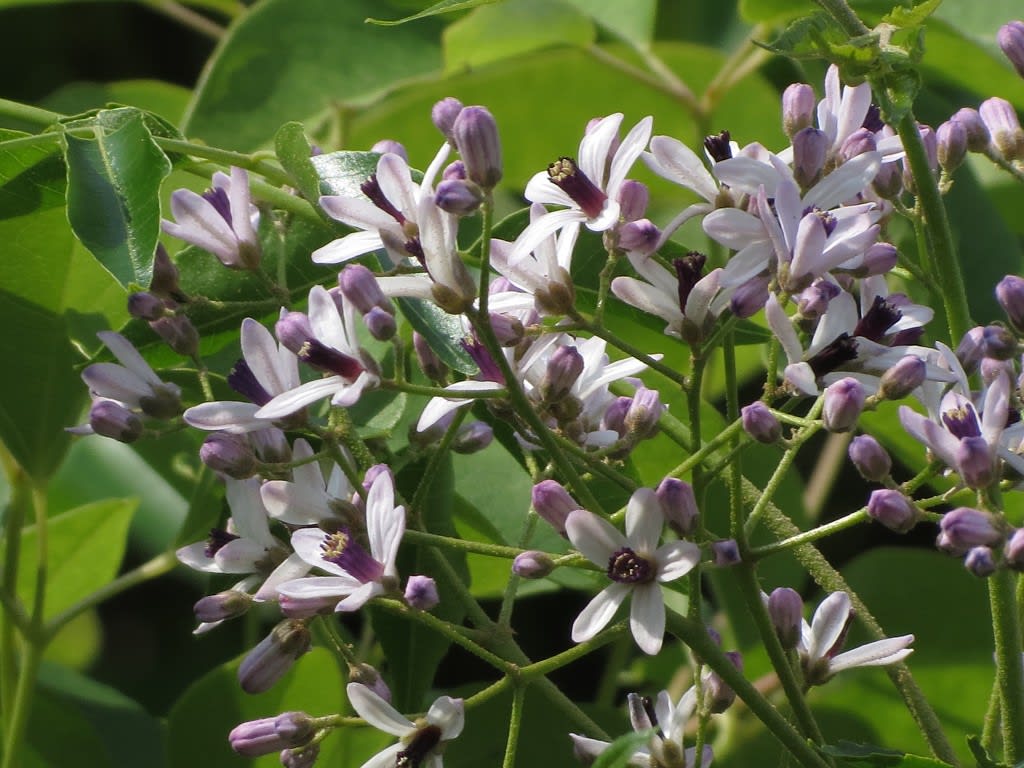 びっしり花を付けた栴檀 センダン Atakaの趣味悠久