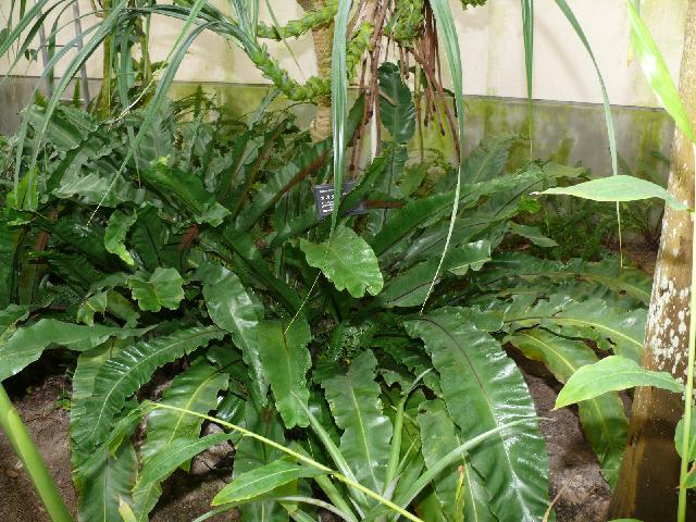 オオタニワタリ / アスプレニウム - peaの植物図鑑