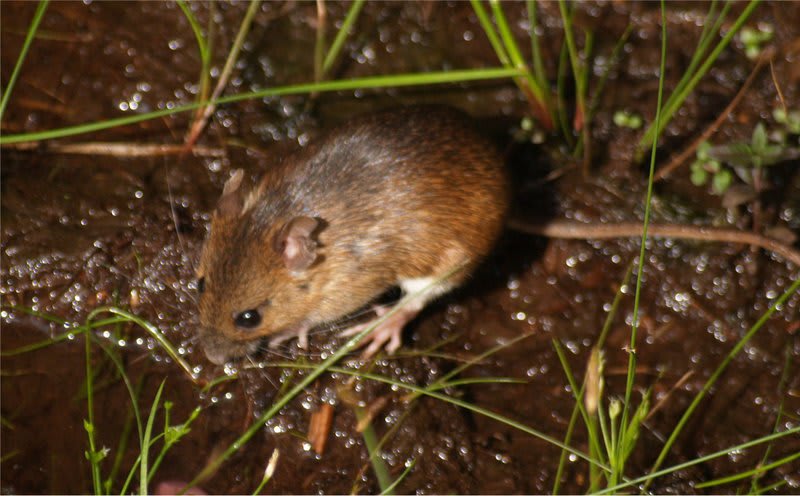 小さく すばやい生き物 戦場ヶ原からこんにちは 小さく すばやい生き物 戦場ヶ原からこんにちは