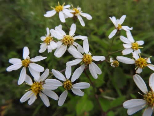 高ボッチ高原・鉢伏山で最近咲いている花　シラヤマギク（白山菊）