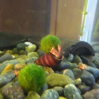 だああ まりもにな日記