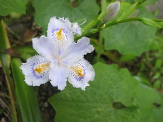 春の茶花 花と風と私と