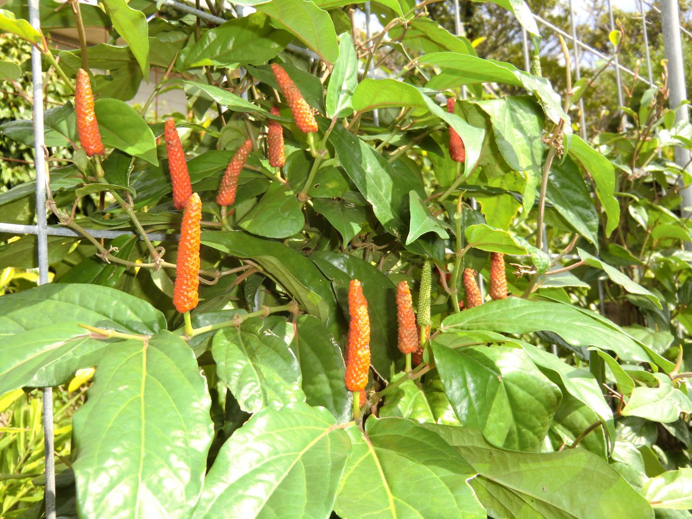 島胡椒 【ピィパーズ】