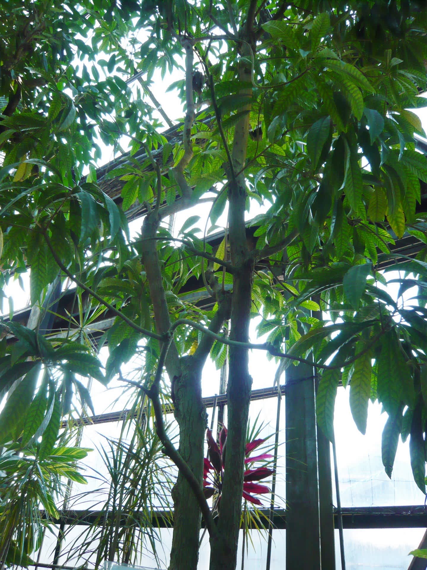 面白い名前の木 同行蘭風 富貴蘭との夢おい旅 面白い名前の木 同行蘭風 富貴蘭との夢おい旅