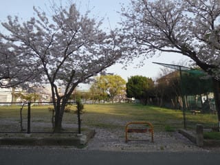 松浜公園のサクラ