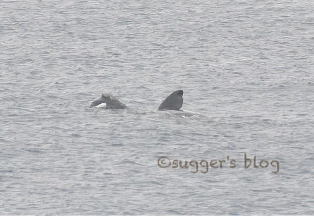 またまた超レアなクジラが出た！！ - sugger's blog@三宅島