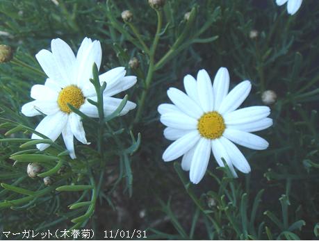 マーガレット 木春菊 の白い菊状花 里山コスモスブログ