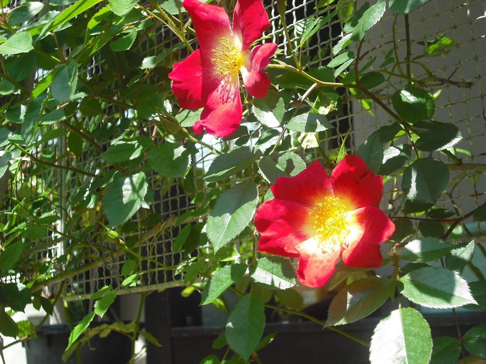 一番乗りは カクテルです バラの花 熊牟田の風景写真