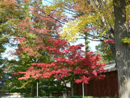 松本神社の楓