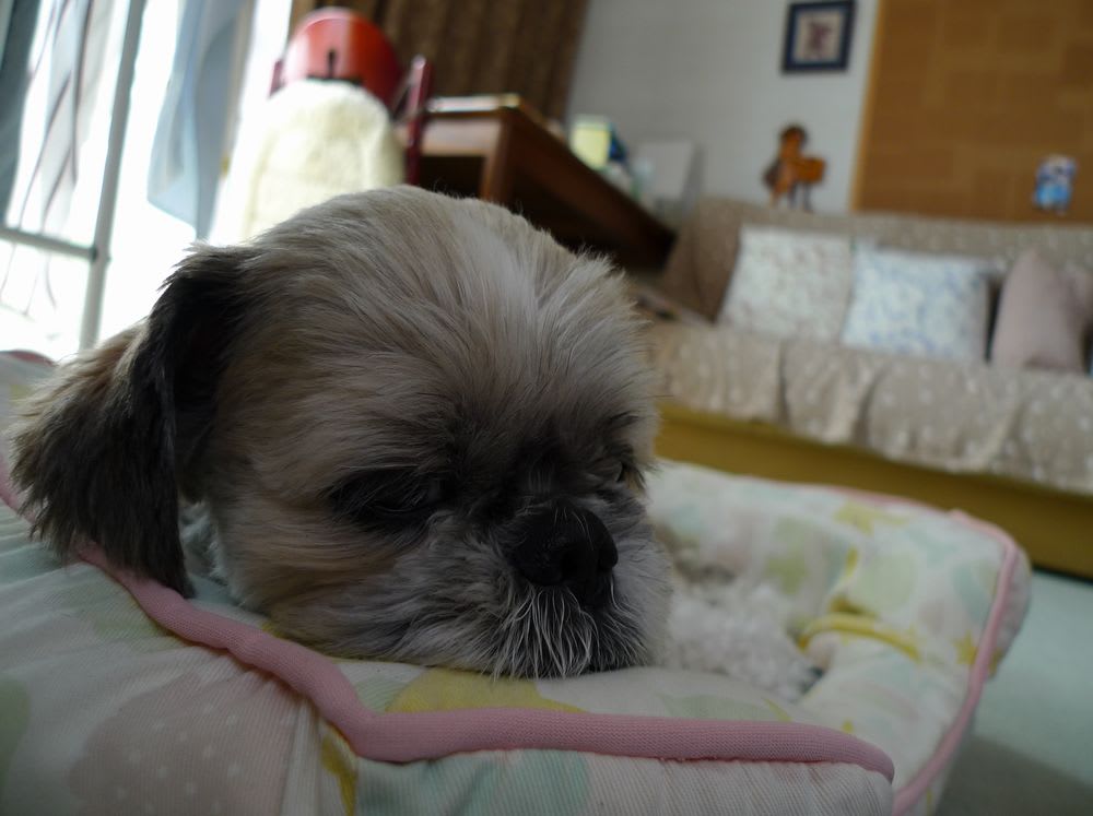 そっちから撮っちゃダメ シーズー犬 でんすけ そっちから撮っちゃダメ シーズー犬 でんすけ