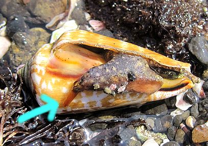 イモガイあらためマガキガイ 教室 自然いろいろブログ