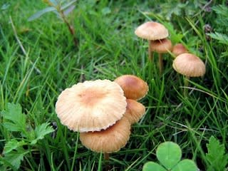 Meshroom