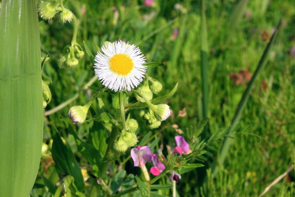 春の花達 3の画像