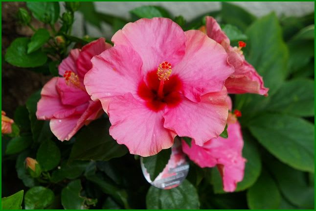 ハイビスカス Newロングライフ シリーズ 3色 Hiroの花便り ハイビスカス Newロングライフ シリーズ 3色 Hiroの花便り