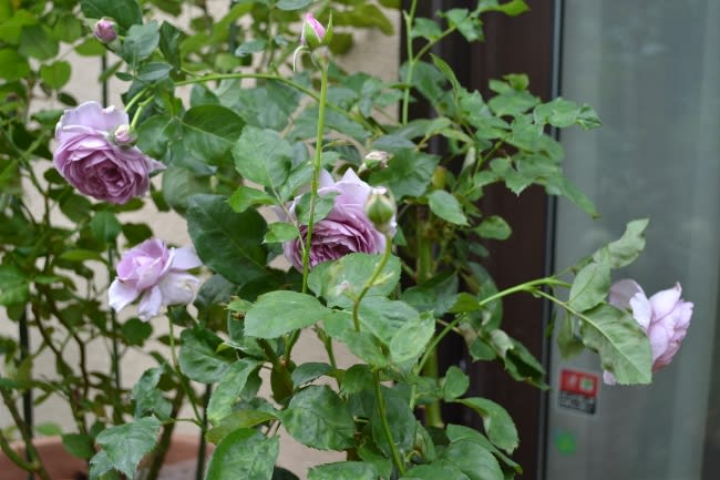 バラ しのぶれど の開花 そして紫陽花アナベルなど Haruの庭の花日記 Haru S Garden Diary