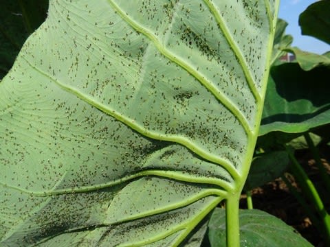ネギに土寄せ 里芋アブラムシ落とし カラフル人参播種 農ある生活 ネギに土寄せ 里芋アブラムシ落とし カラフル人参播種 農ある生活