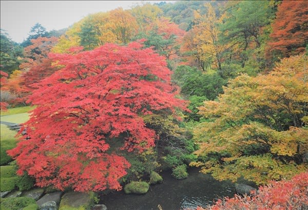 紅葉が綺麗な風景 秋は本当に美しい 山の花は友達