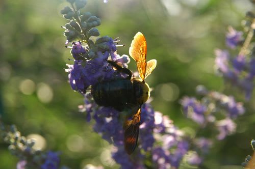 bee016.jpg: 夕日を浴びながら蜜を吸うクマバチ