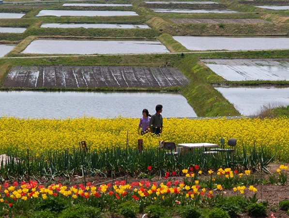 長野県の棚田巡り 宮田村の お花畑 日本の棚田